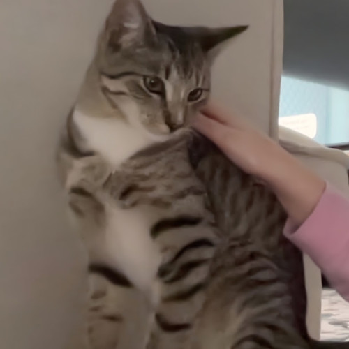 Felix - Domestic Short Hair (DSH) Cat