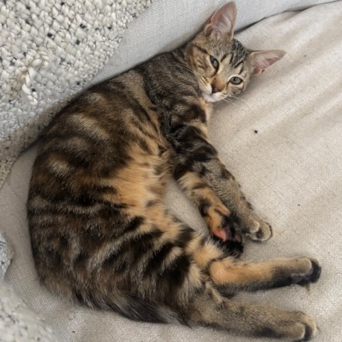 Memphis - Domestic Short Hair (DSH) Cat