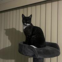 Photo of Mittens