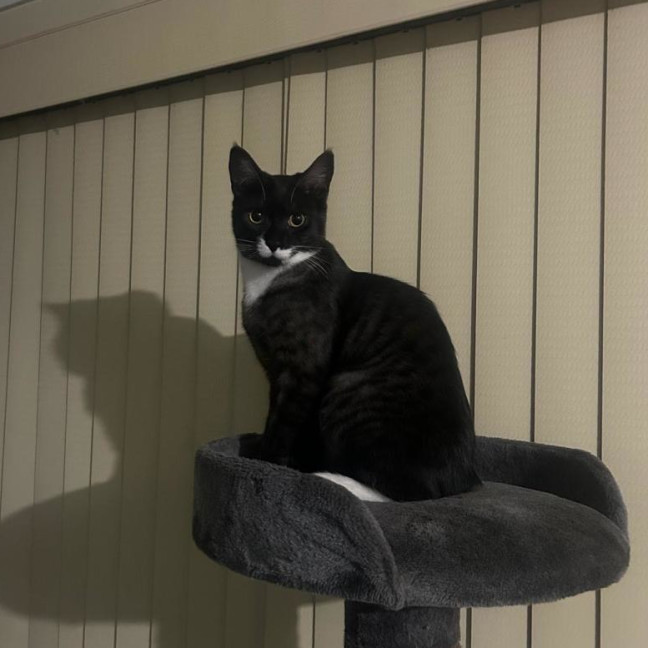 Photo of Mittens