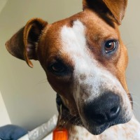 Photo of Charmander