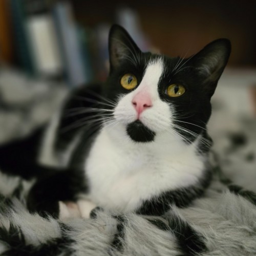 Amber - Domestic Short Hair (DSH) Cat