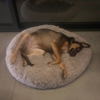 Photo of Bambi