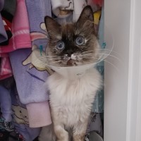 Photo of Eclair 
