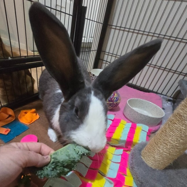 Photo of Masiy (Located In Wantirna South)