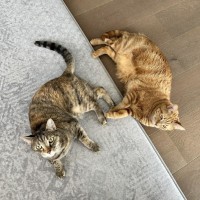 Photo of Lulu (+ Lucy)