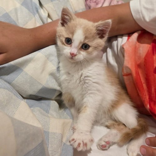 Dustin - Domestic Short Hair (DSH) Cat