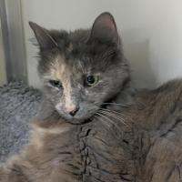 Photo of 💞 Tilly 6927 💞