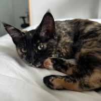 Photo of Dotti