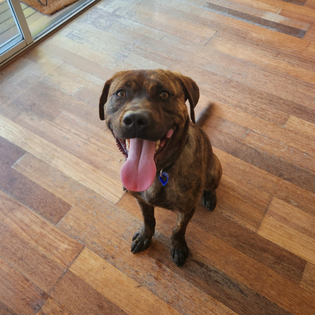 Photo of Maverick 🐴 1.5yo, Staffy X Rotti(on Trial 8/11/25