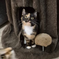 Photo of Lulu