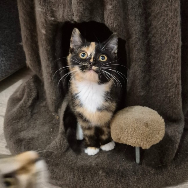 Photo of Lulu