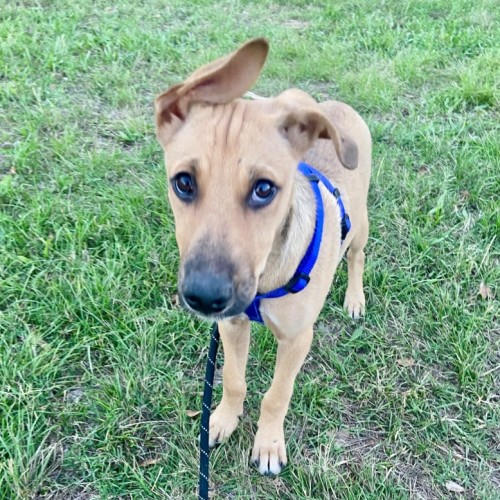 Leo - Mixed Breed Dog