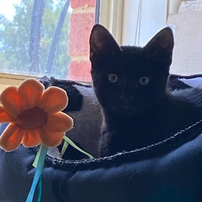 Photo of Maxi   Reduced Adoption Fee