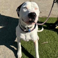 Photo of Lucky