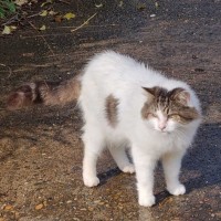 Photo of Aldo ** Needs A New Beginning **