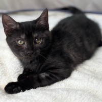 Photo of Daphne