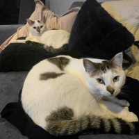 Photo of Helmet & Muppet 