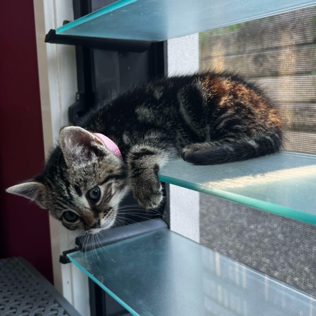 Photo of Piper