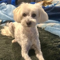 Photo of George 🐶🎾