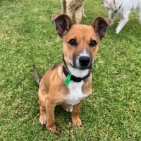 Photo of Pixie 