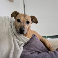 Photo of Bailey 