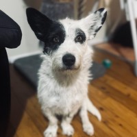 Photo of Rosie 🌹🌞