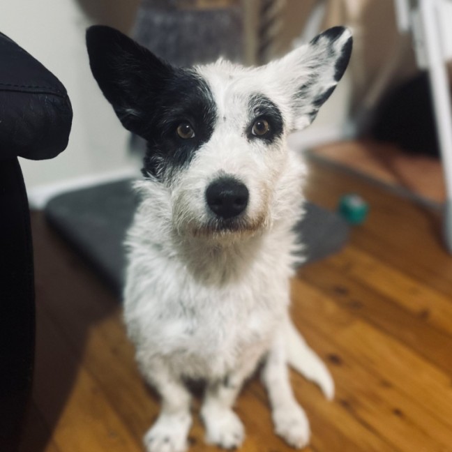 Photo of Rosie 🌹🌞