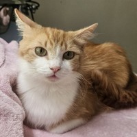 Photo of 💛 Goldie 💛