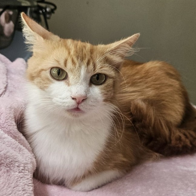 Photo of 💛 Goldie 💛