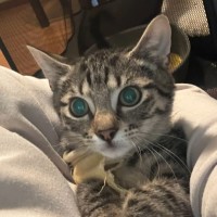 Photo of Bluebell **2nd Chance Cat Rescue **