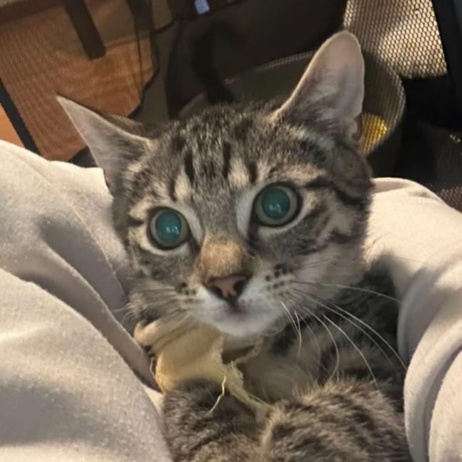 Photo of Bluebell **2nd Chance Cat Rescue **