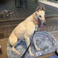 Photo of Orana The Greyhound