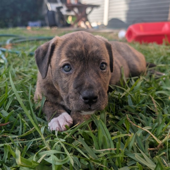 Photo of Nugget