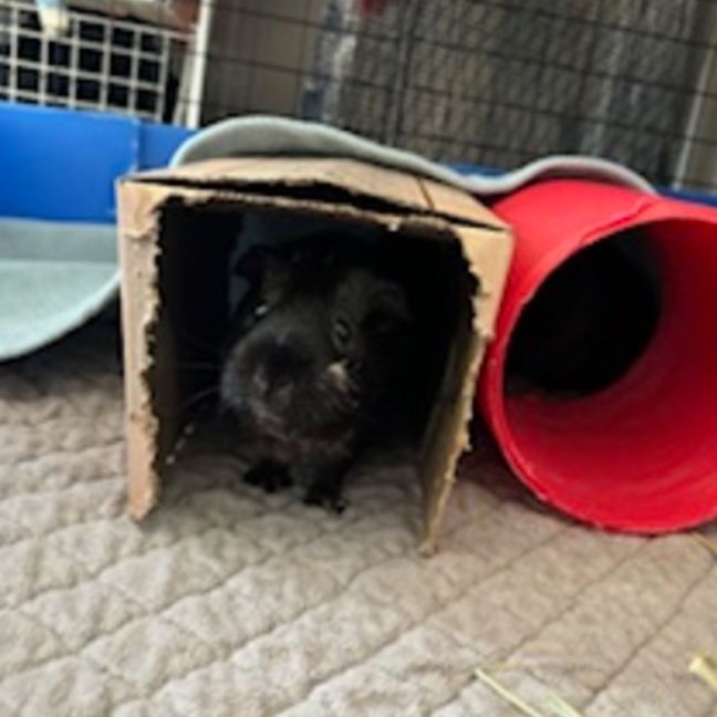 Photo of Choc And Chip