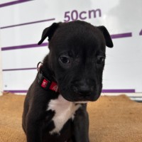 Photo of D1099 Harvey