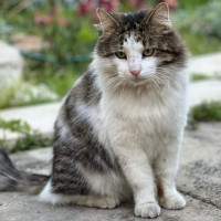 Photo of Mr Cat (A.K.A.Mr Mystery Cat)