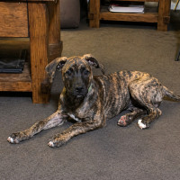 Photo of Tallulah