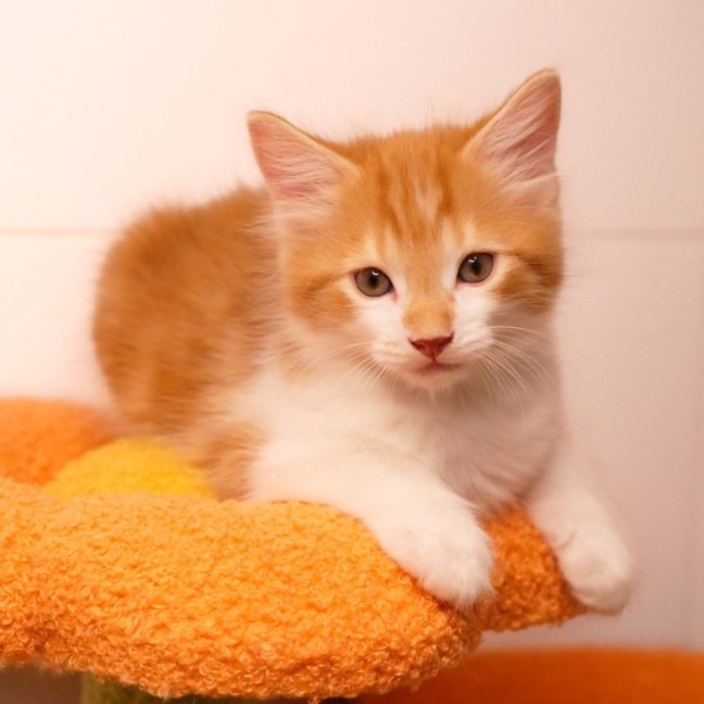 Photo of Peanut