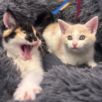 Photo of Champagne And Oj