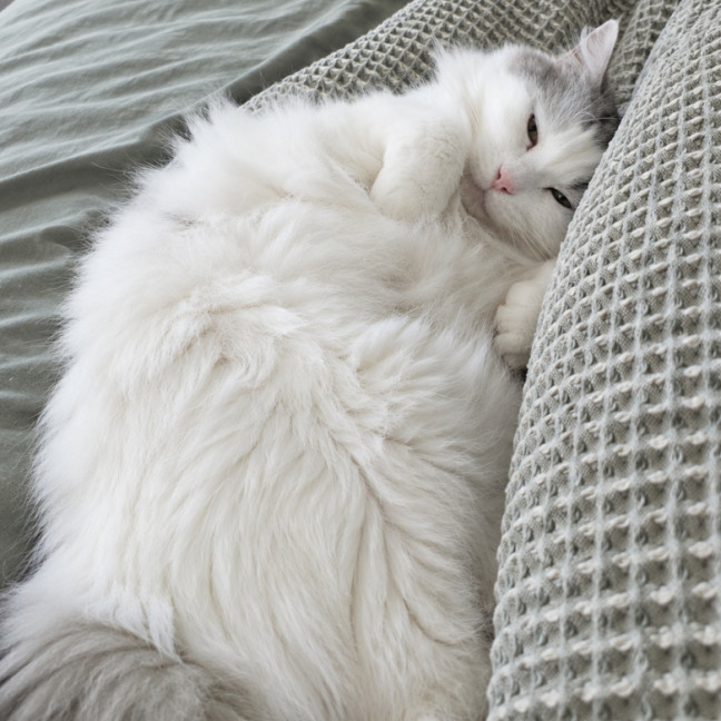 Photo of Bentley
