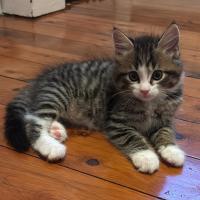 Photo of Toto