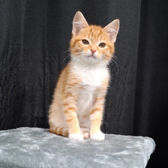 Photo of Nugget