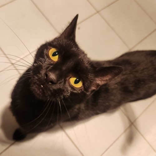 Winnie 🍯 - Domestic Short Hair (DSH) Cat