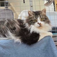 Photo of Hissy Missy Maggy May ** 2nd Chance Cat Rescue**