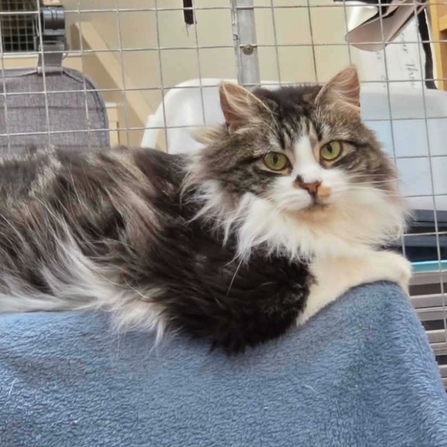 Photo of Hissy Missy Maggy May ** 2nd Chance Cat Rescue**