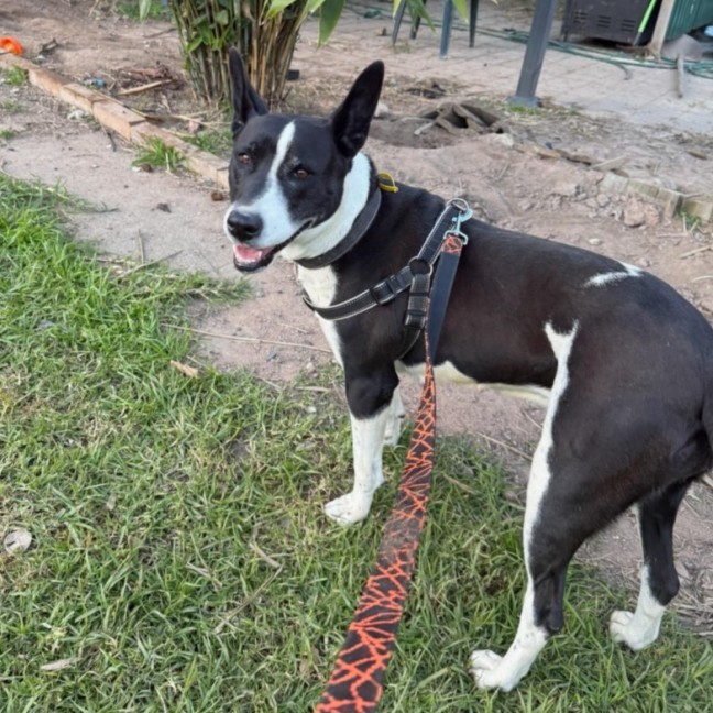 Photo of Cookie