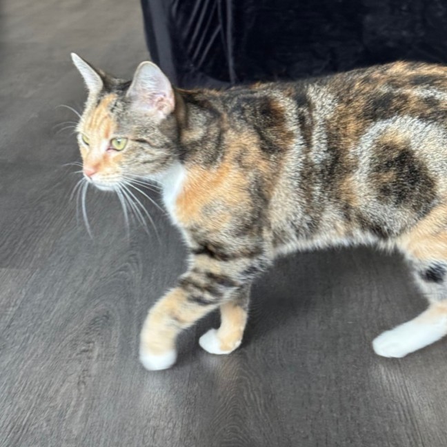 Photo of Caramel Slice