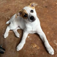 Photo of Daisy