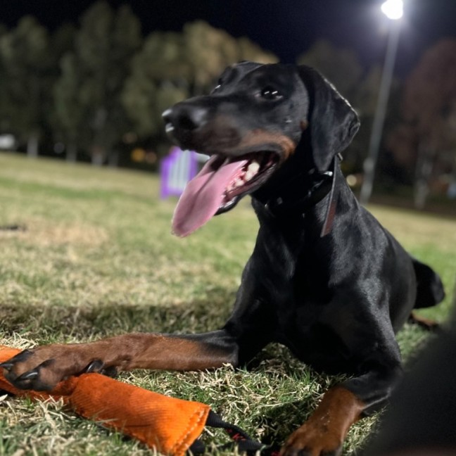 Photo of Ms. A. Von Dobermann